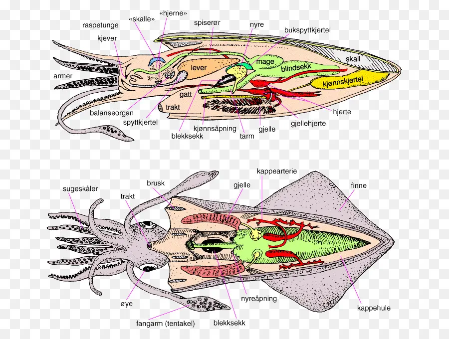กายวิภาคศาสตร์ปลาหมึก，ปลาหมึก PNG