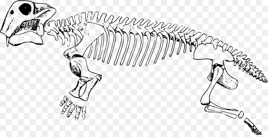 Lystrosaurus，Triassic PNG