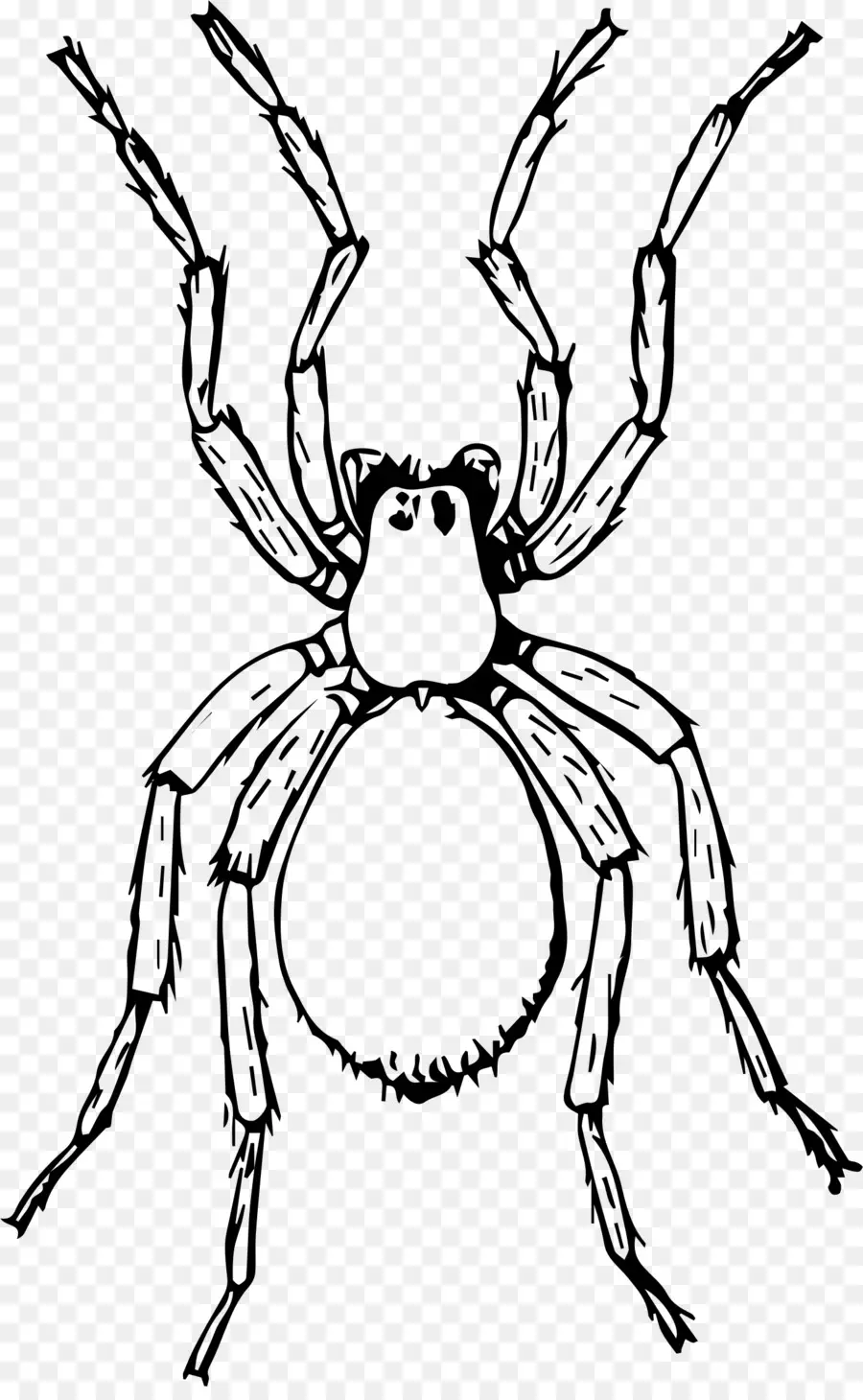 แมงมุม，Arachnid PNG