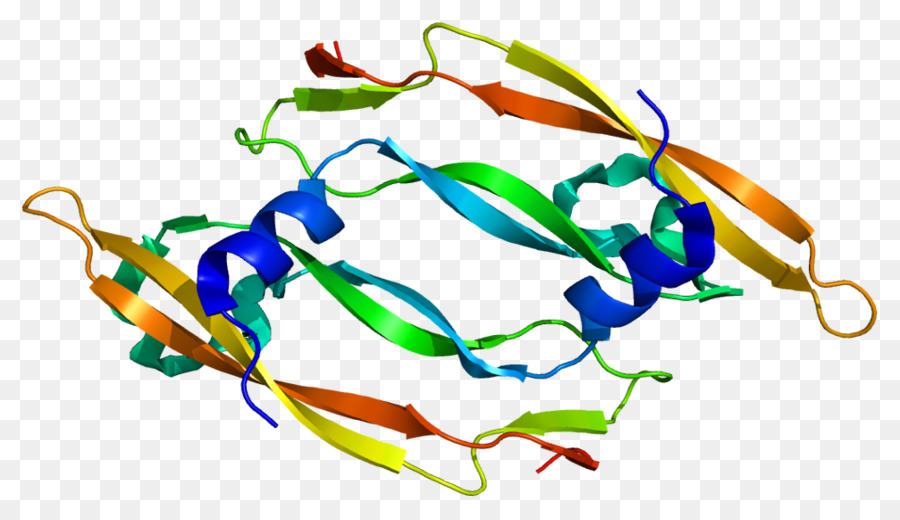 Vascular Endothelial การการเจริญเติบโตของปัจจั，Vascular Endothelial การการเจริญเติบโตของได B PNG