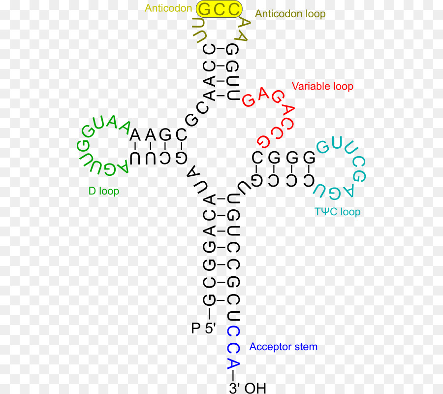 โครงสร้าง Trna，โมเลกุล PNG