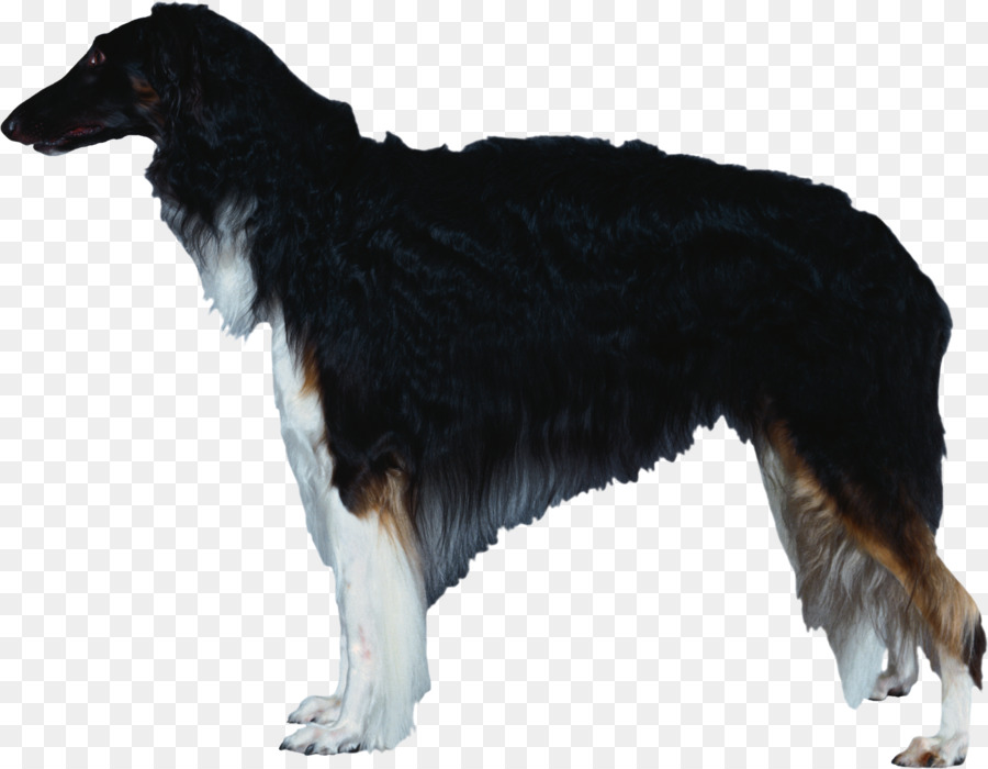 สุนัขพันธุ์，Borzoi PNG