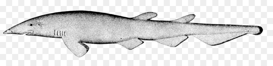 Catshark น้ำลึก，ฉลาม PNG