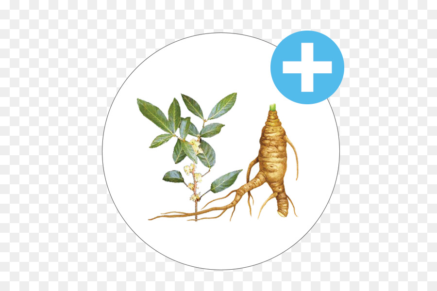 แม้แต่งานบี้แมลงวั，เห็น Palmetto คลายแฟ้ม PNG