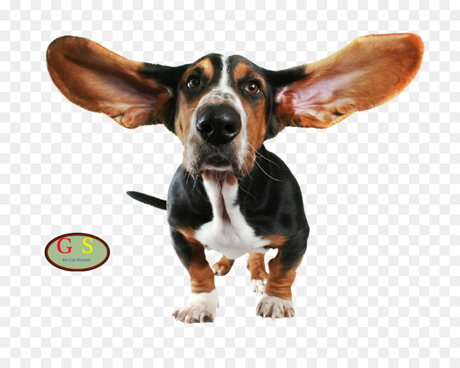 Basset Hound，สุนัข PNG