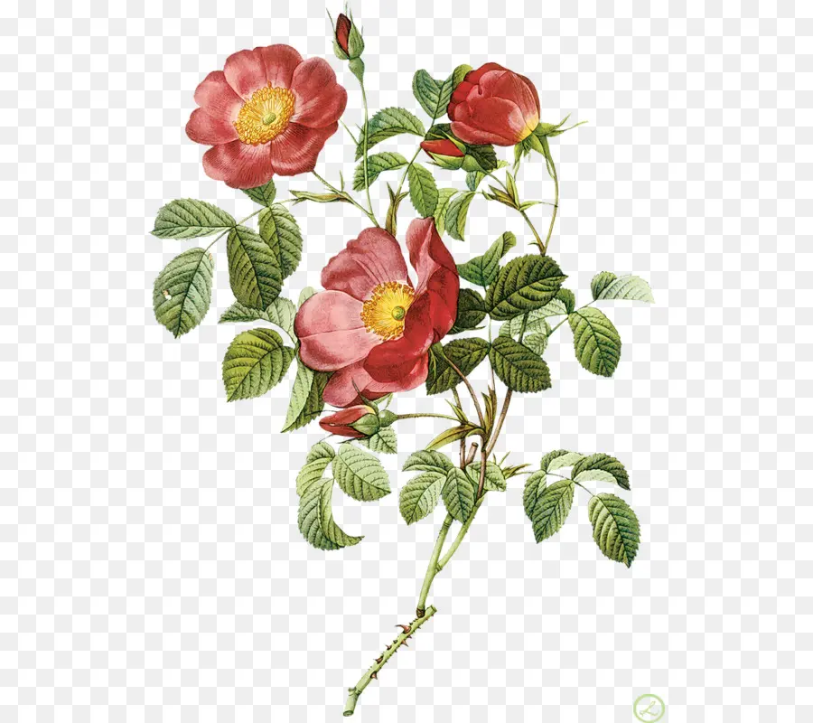 ดอกไม้，Les Roses PNG
