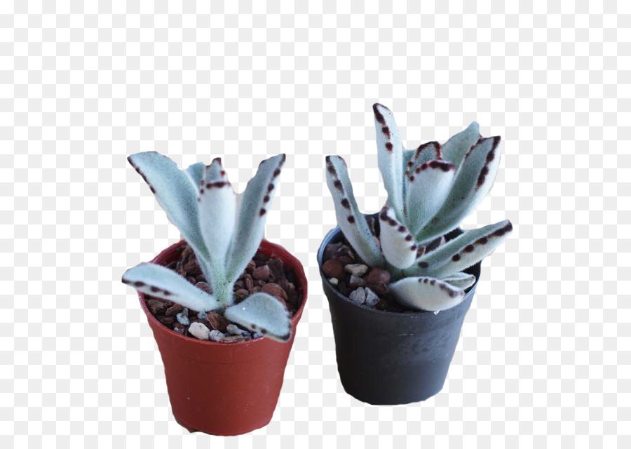 Agave，Citroën แคคตัส M PNG