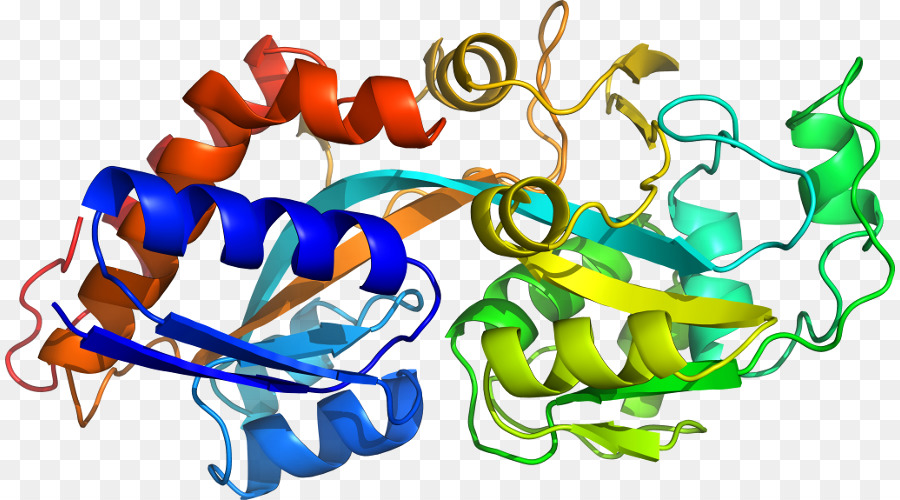 โครงสร้างโปรตีน，โมเลกุล PNG
