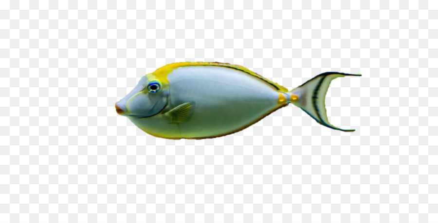 ตัวปลาทอง，ปลา PNG