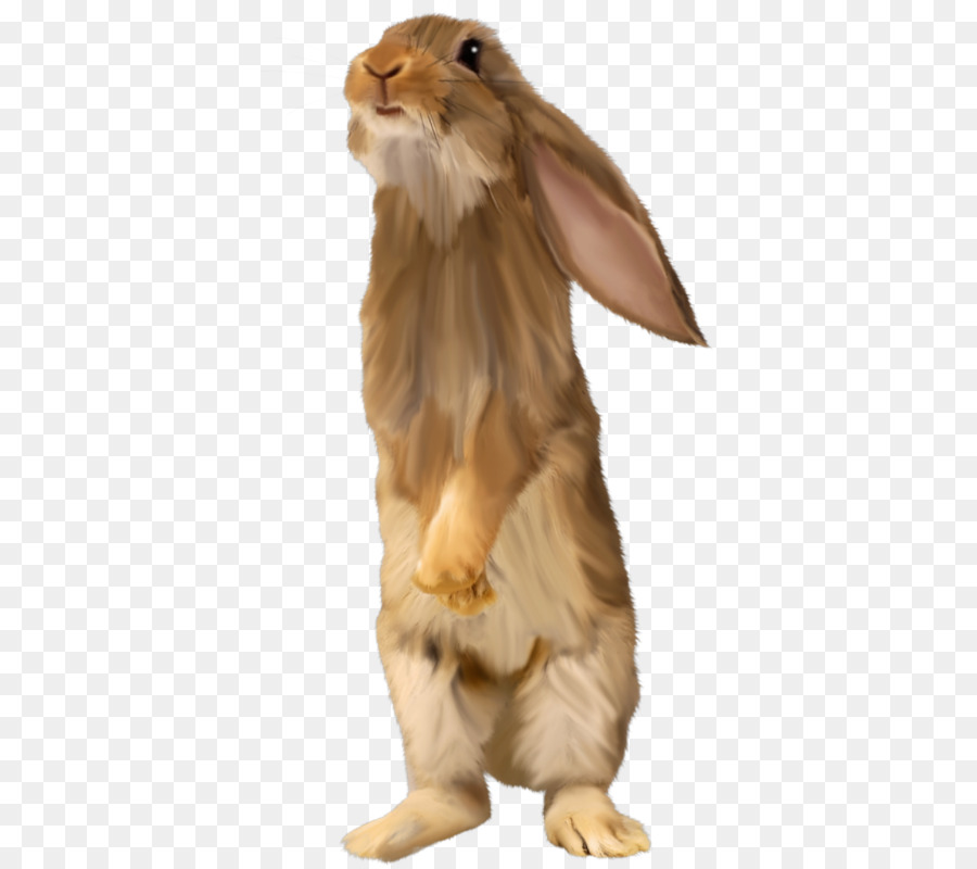 กระต่ายในประเทศ，กระต่าย PNG