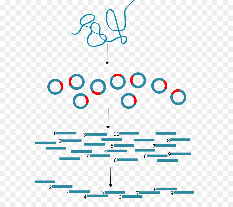 ลองโมเลกุล Cloning，ลองโมเลกุลชีววิทยา PNG