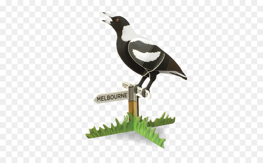 ออสเตรเลีย Magpie，สาลิกา PNG