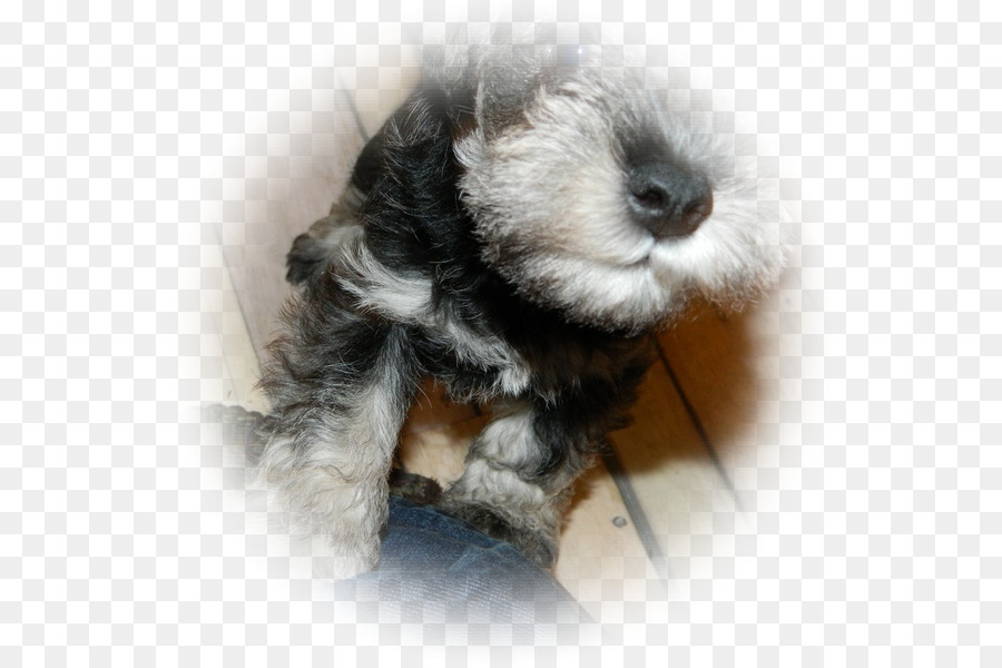 ตุ๊กตาจำลอ Schnauzer，Schnoodle PNG