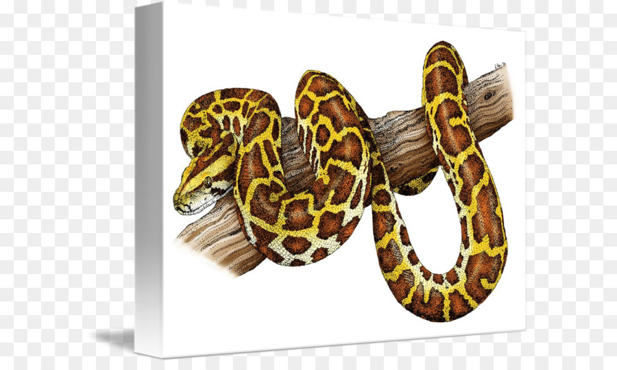 โบอา Constrictor，งู PNG