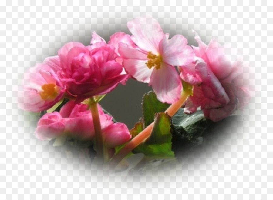 Tuberous Begonias，กำลังเติบโต Begonias PNG