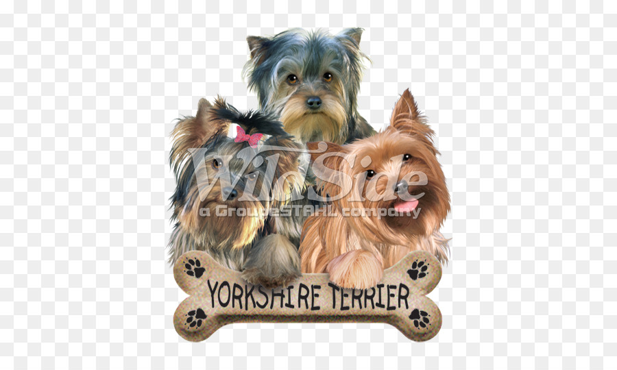 Great Britain_ Counties Kgm Terrier，ออสเตรเลีย Silky Terrier PNG