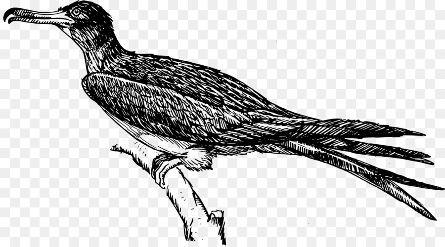 Frigatebird，นก PNG