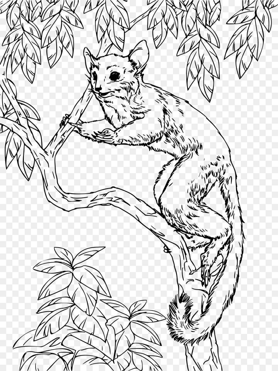 Galago，นังสือระบายสี PNG