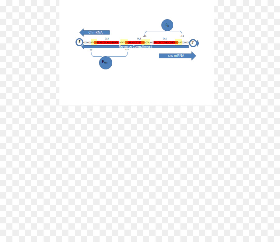 Cro Repressor ครอบครัว，แลมบ์ Phage PNG