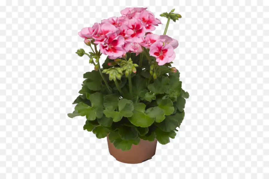 Geranium，ดอกไม้ PNG