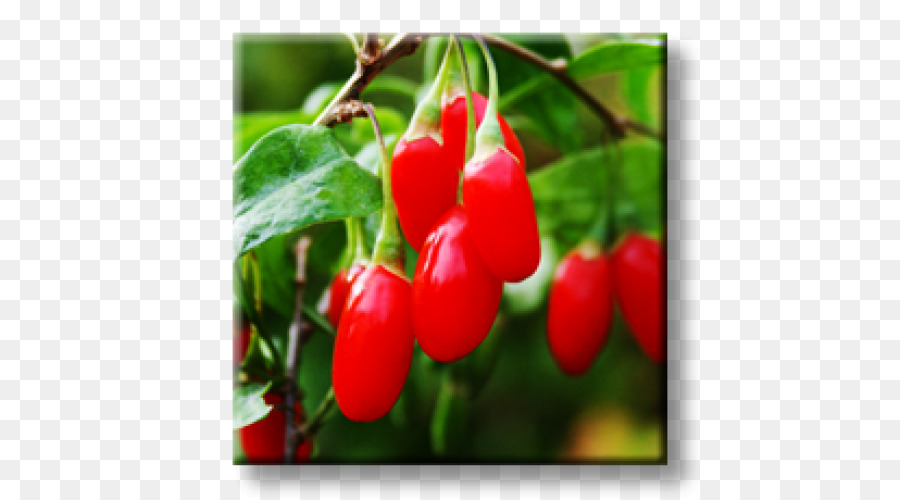 Goji Berries，สีแดง PNG