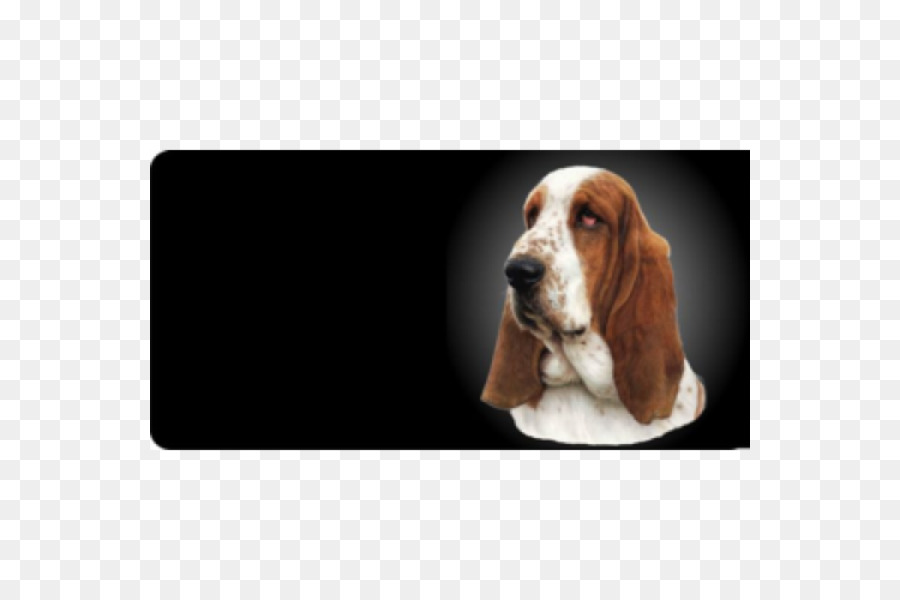 Basset ย์，Basset Artesian Normand PNG