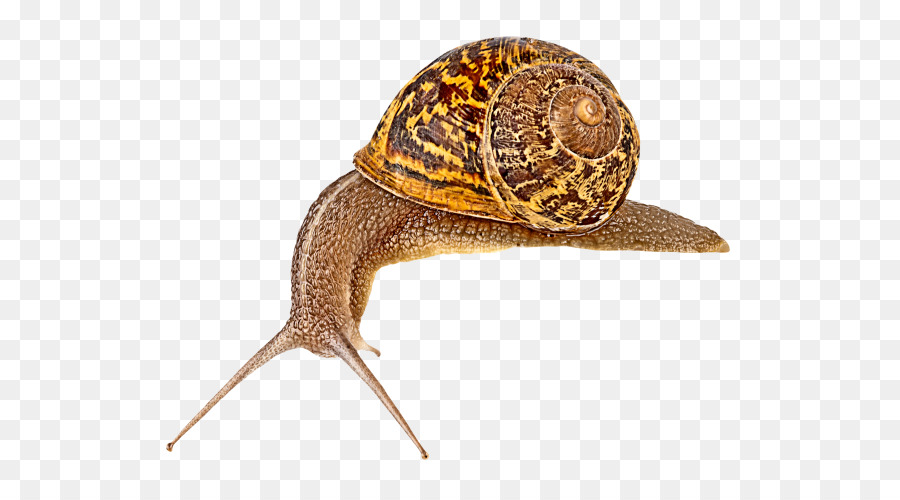 อยทากทางยาวเป็น，Escargot PNG