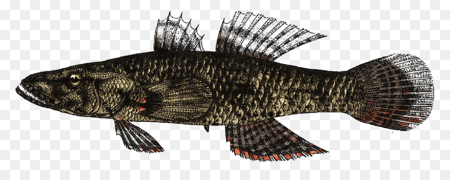 สัตว์，ปลา PNG