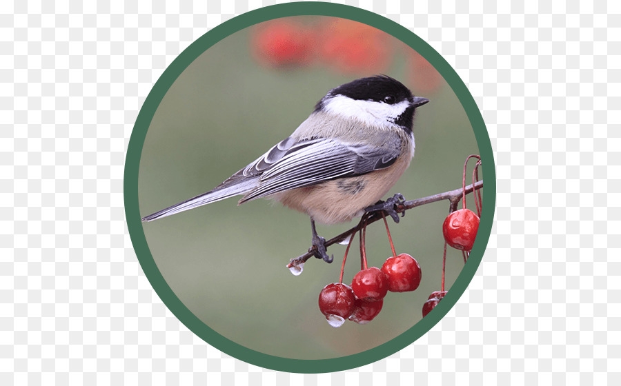 Blackcapped Chickadee，นก PNG