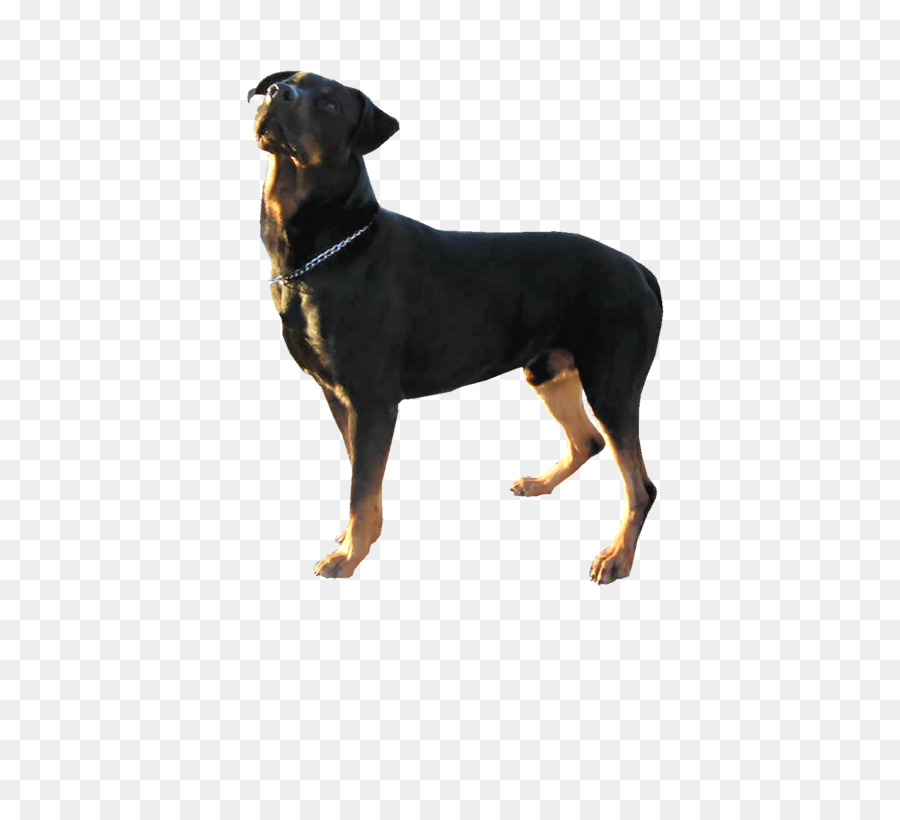 เยอรมัน Pinscher，แมนเชสเตอ Terrier PNG