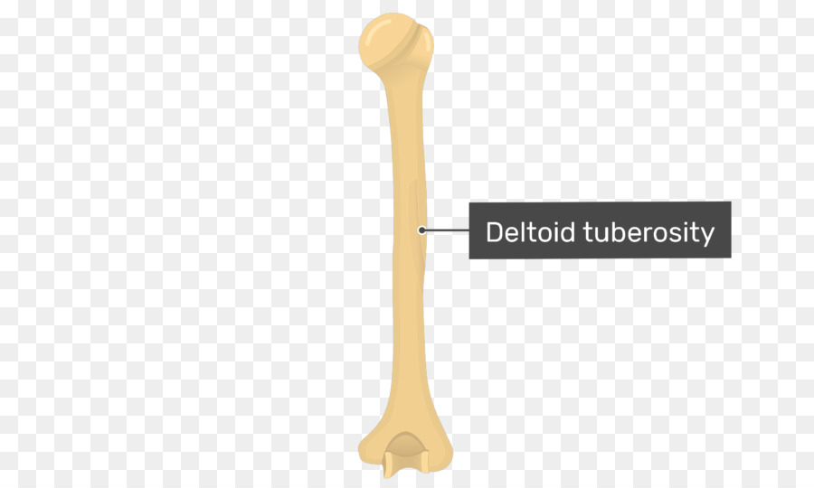 Deltoid Tuberosity，กระดูก PNG