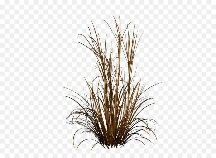 Ornamental หญ้า，น้ำพุหญ้า PNG
