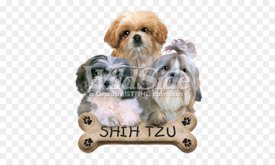 Shih วู，ลูกหมา PNG