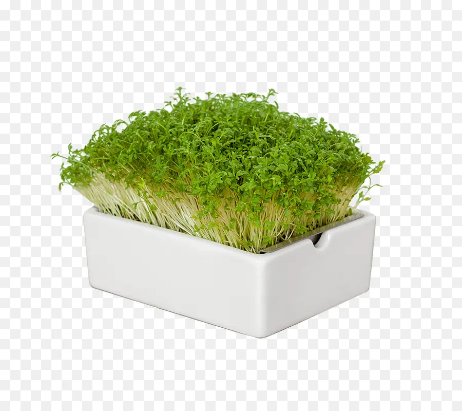 Microgreens，ต้นกล้า PNG