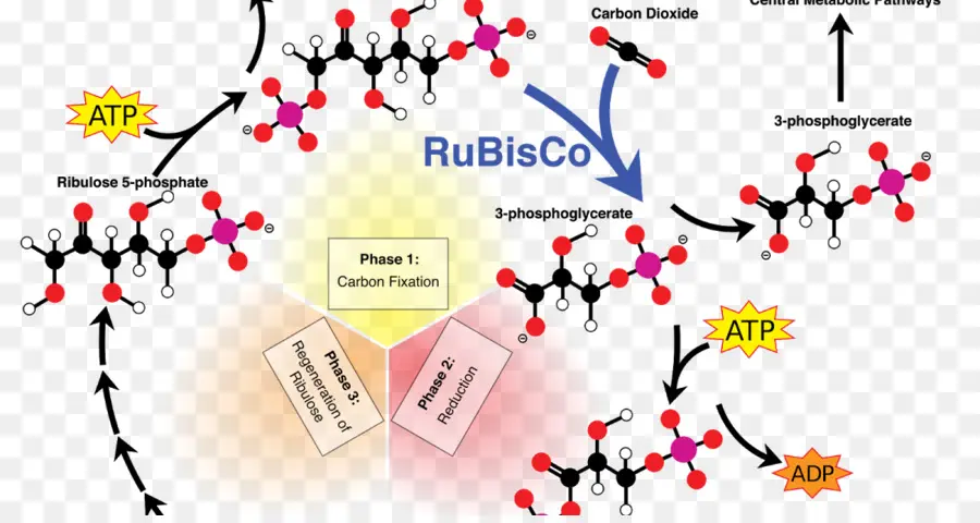 รูบิสโก，การสังเคราะห์ด้วยแสง PNG