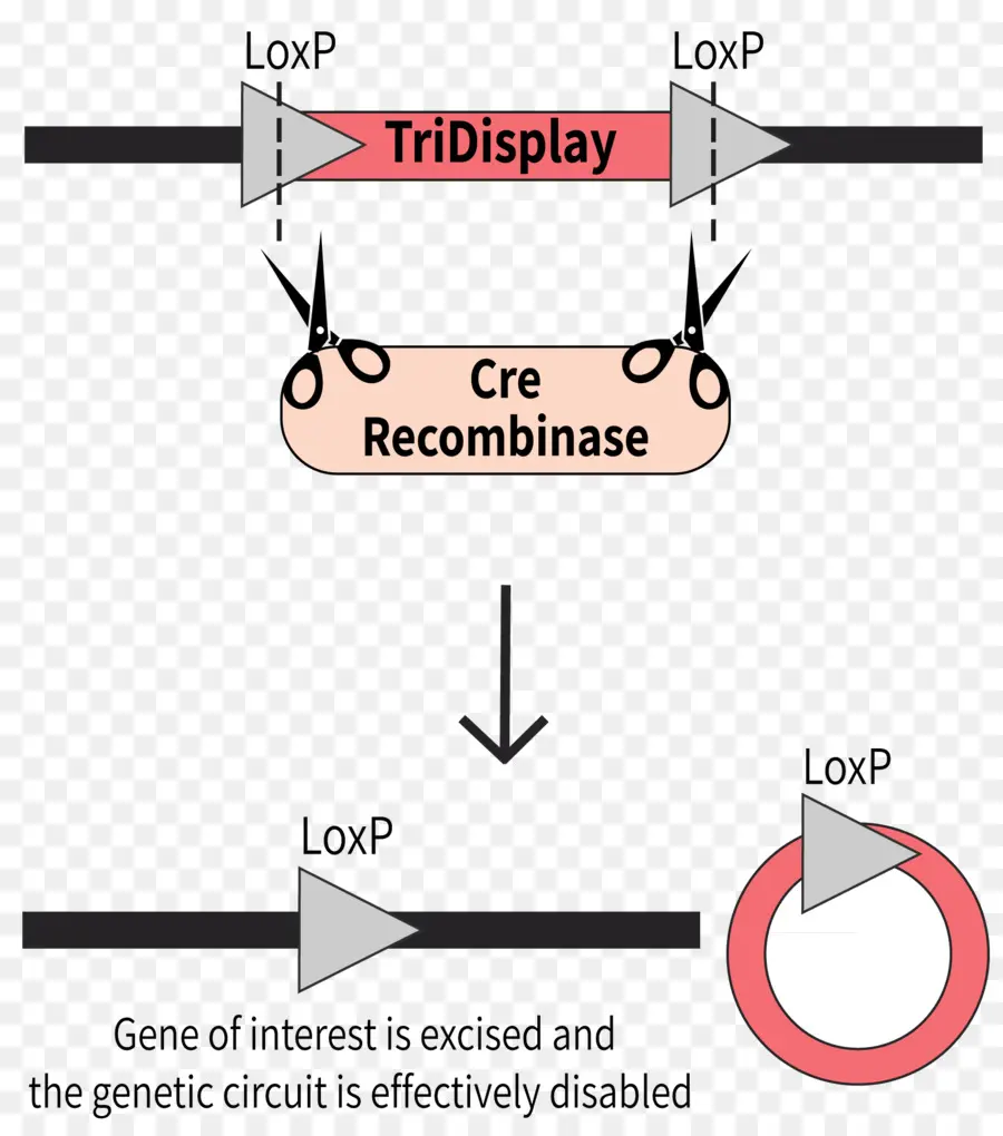 Cre Recombinase，วงจรพันธุกรรม PNG