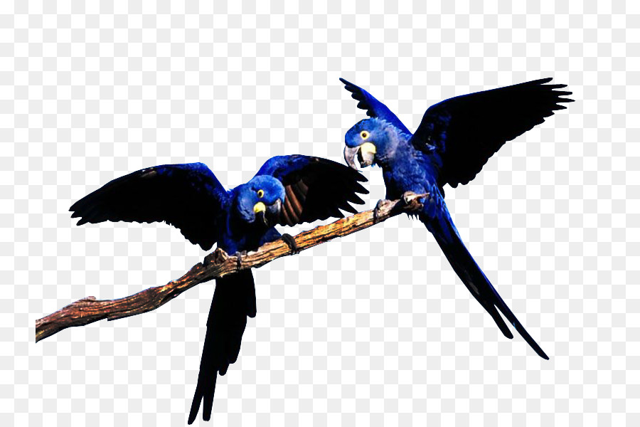 Bluethroated นก，Blueandyellow นก PNG