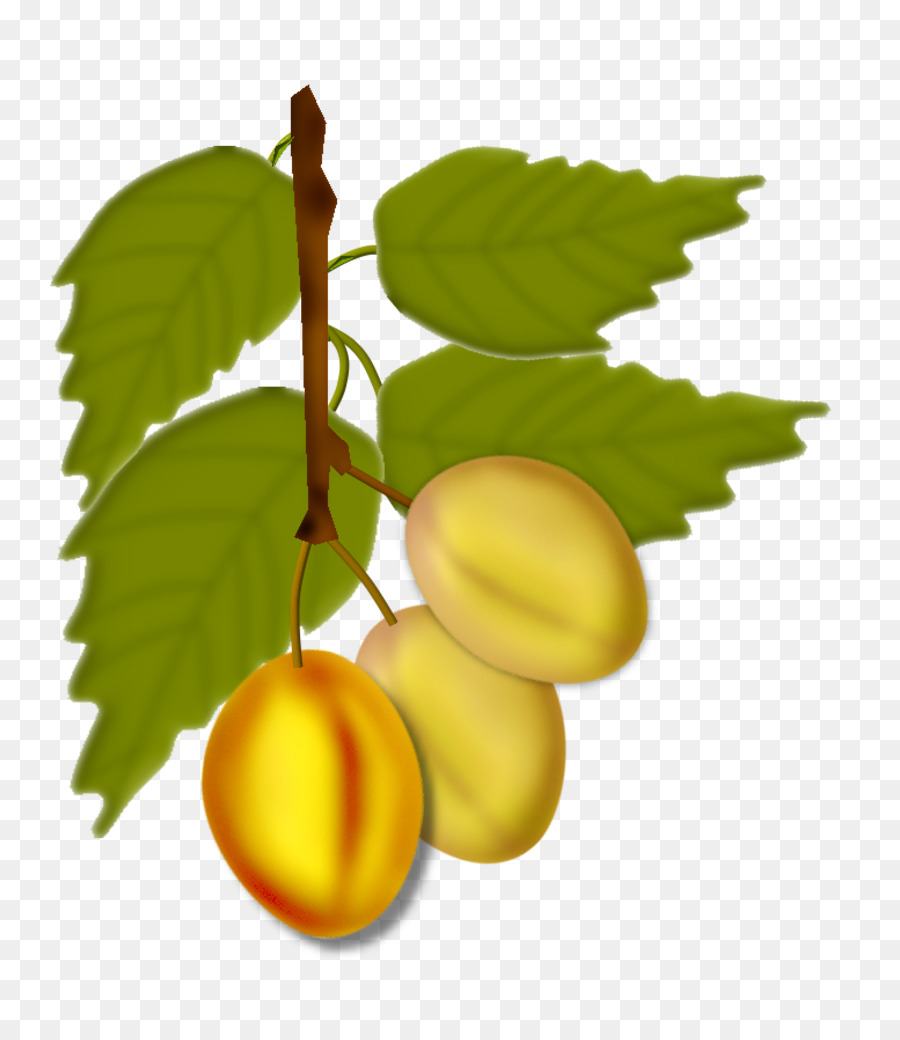 Apricot，เป็นธรรมชาติอาหาร PNG