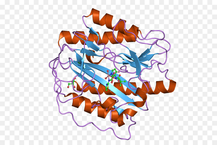 Aminopeptidase，Metap1 PNG
