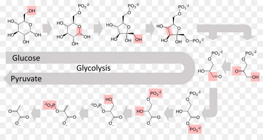 ทางเดินไกลโคไลซิส，ชีวเคมี PNG