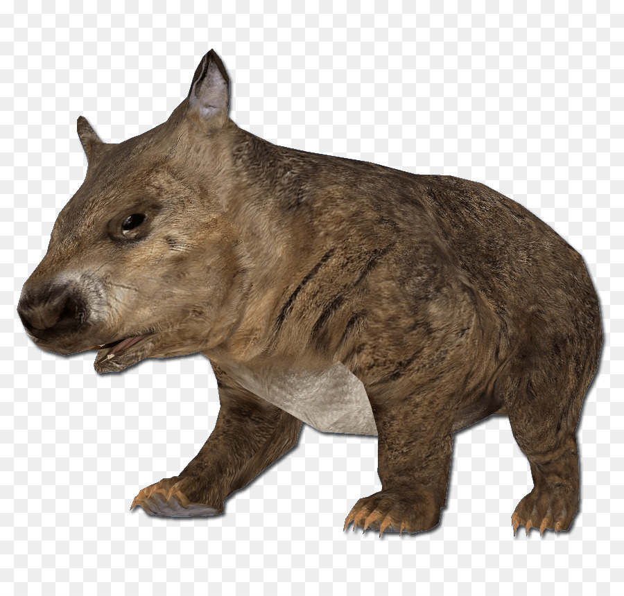 Wombat，หมีกริซลี่แบร์ PNG