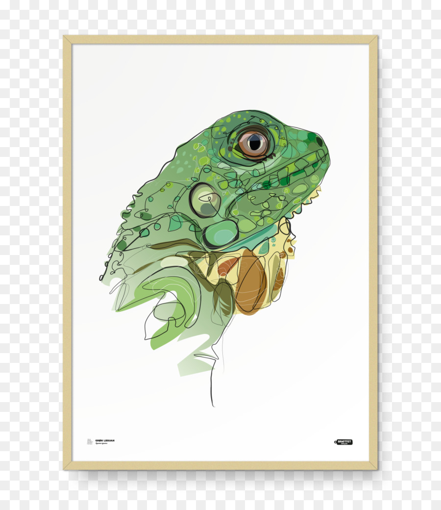 สีเขียว Iguana，ชา PNG