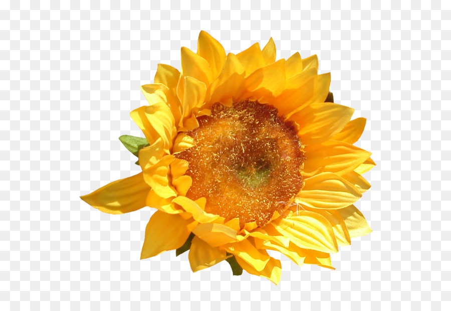 เหมือนกัน Sunflower，ตัดดอกไม้ PNG