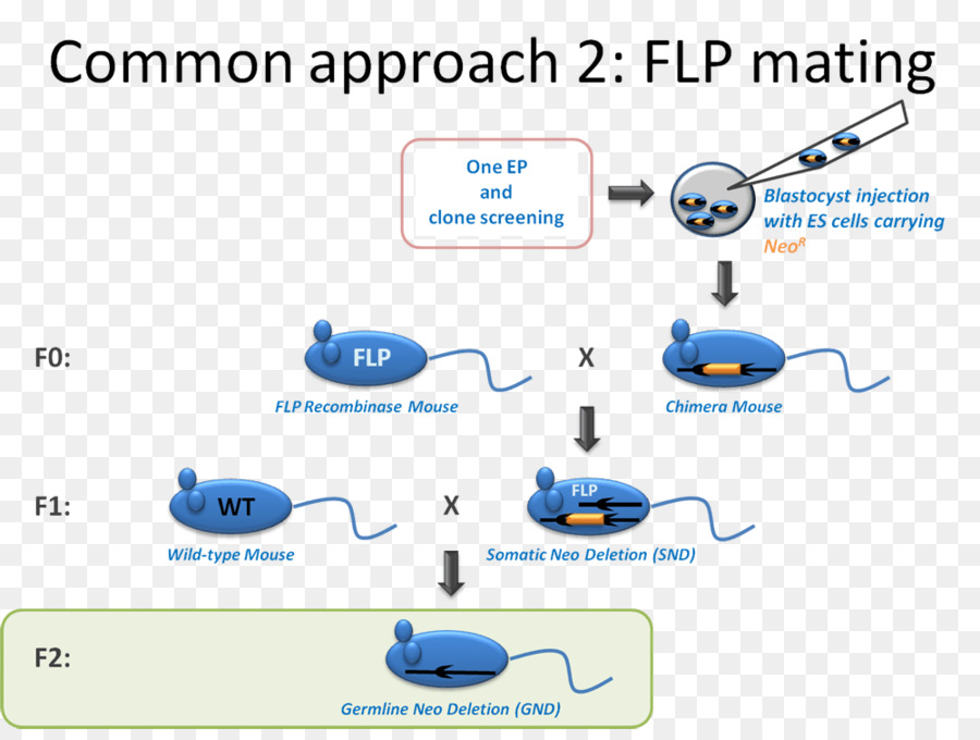 การผสมพันธุ์ Flp，พันธุศาสตร์ PNG