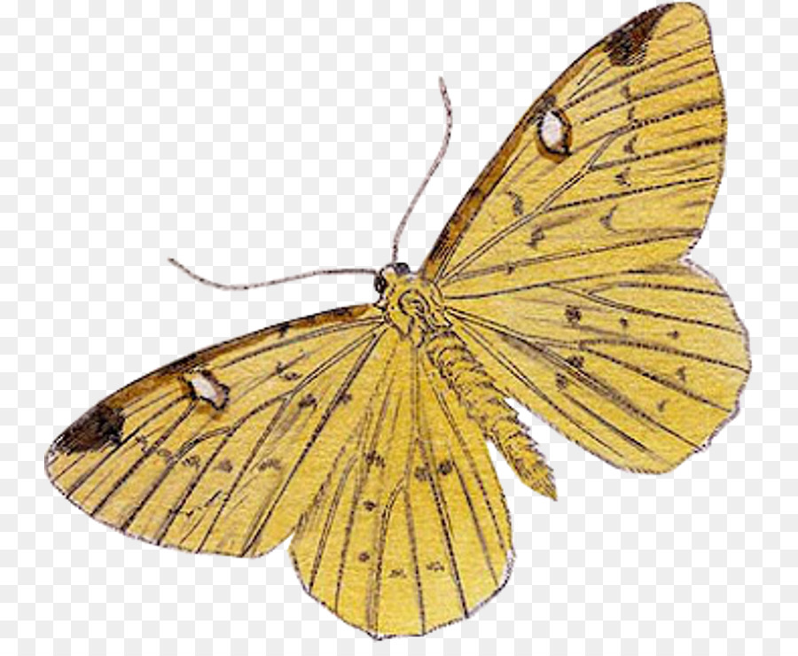 บัง Yellows，ขนาด Monarch ผีเสื้อ PNG