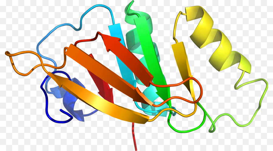 เกลียวโปรตีน，โมเลกุล PNG