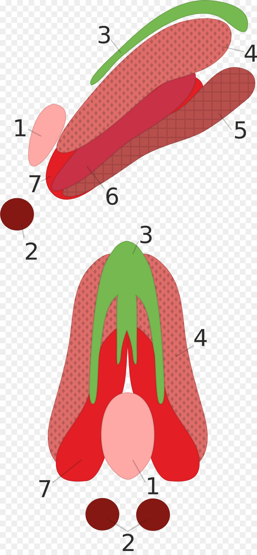 Oculomotor เส้นประสาท，เส้นประสาท PNG