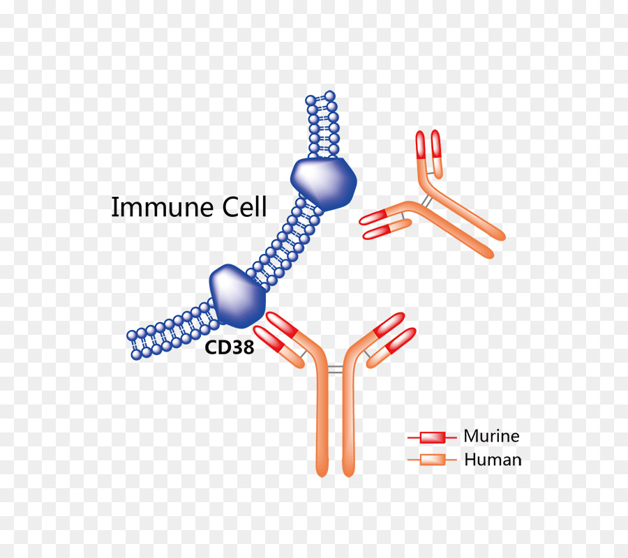 Trastuzumab Emtansine，Pharmaceutical ยาเสพติด PNG