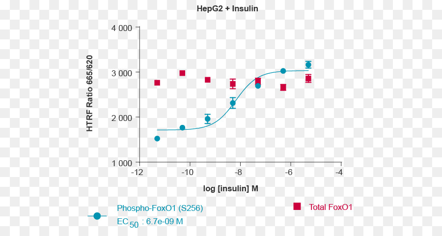 Foxo1，Phosphorylation PNG