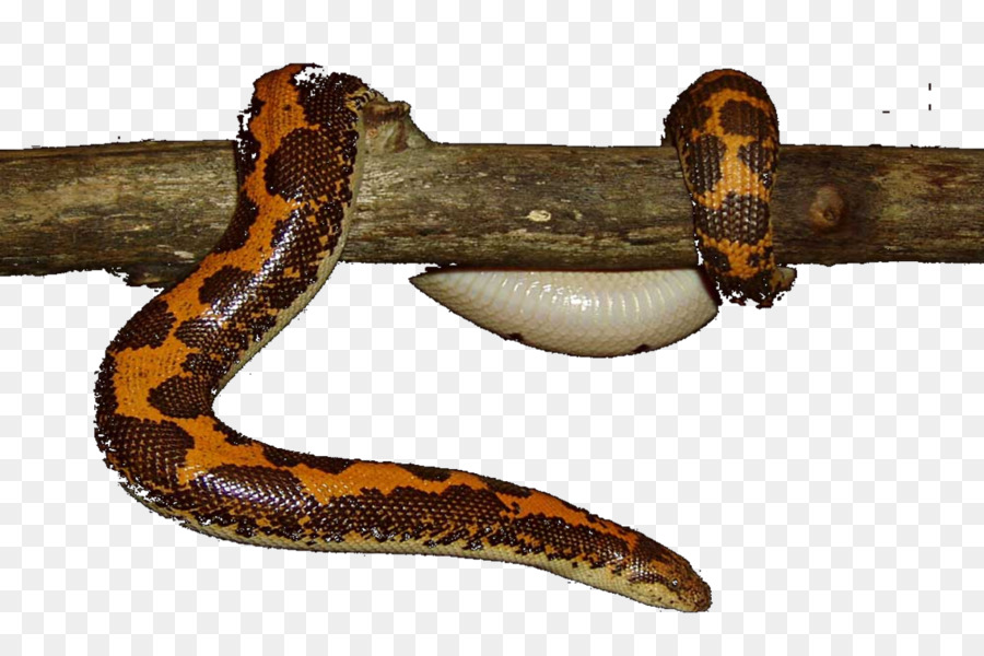 โบอา Constrictor，Kingsnakes PNG
